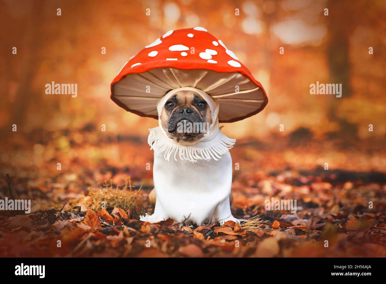 What Is Fly Biting In Dogs