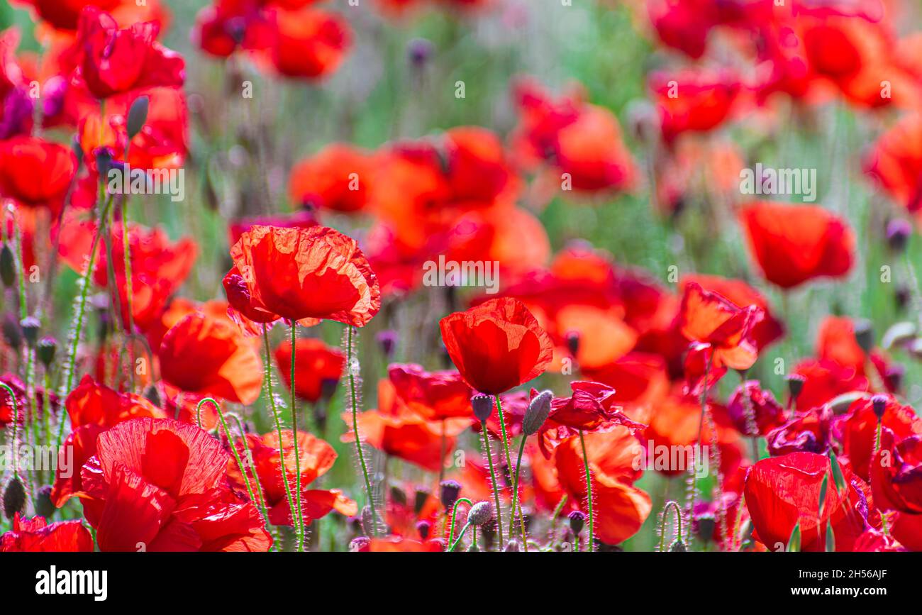 Blue skies and a field of bright red poppies Stock Photo - Alamy