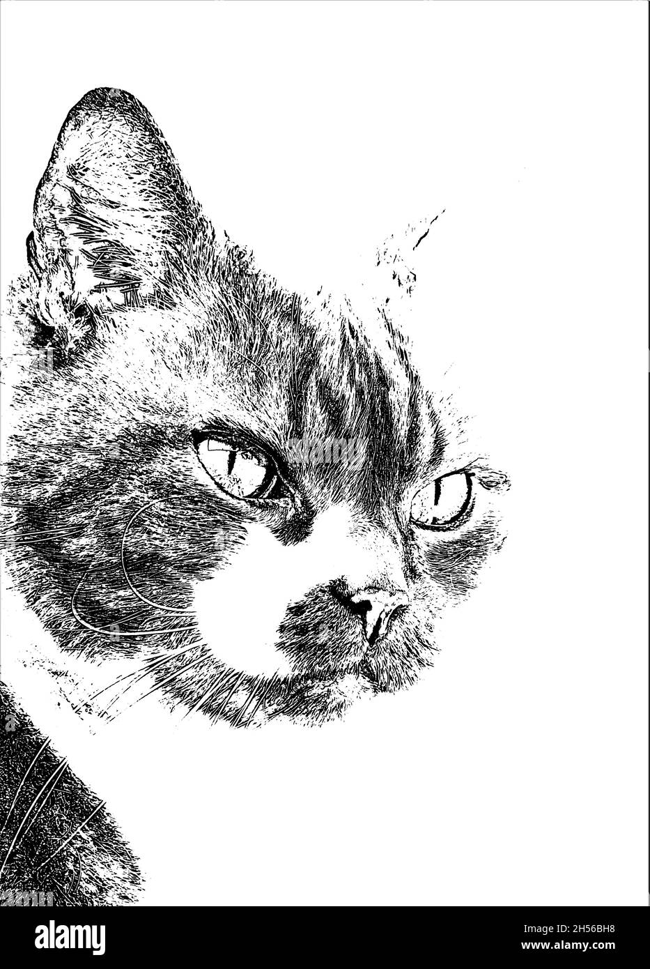 Portrait of Arnie the Cat monochrome Stock Photo