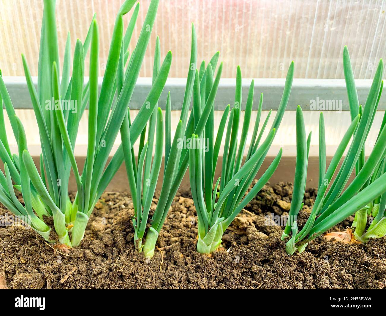Growing green onions in ground in greenhouse. Studio Photo Stock Photo