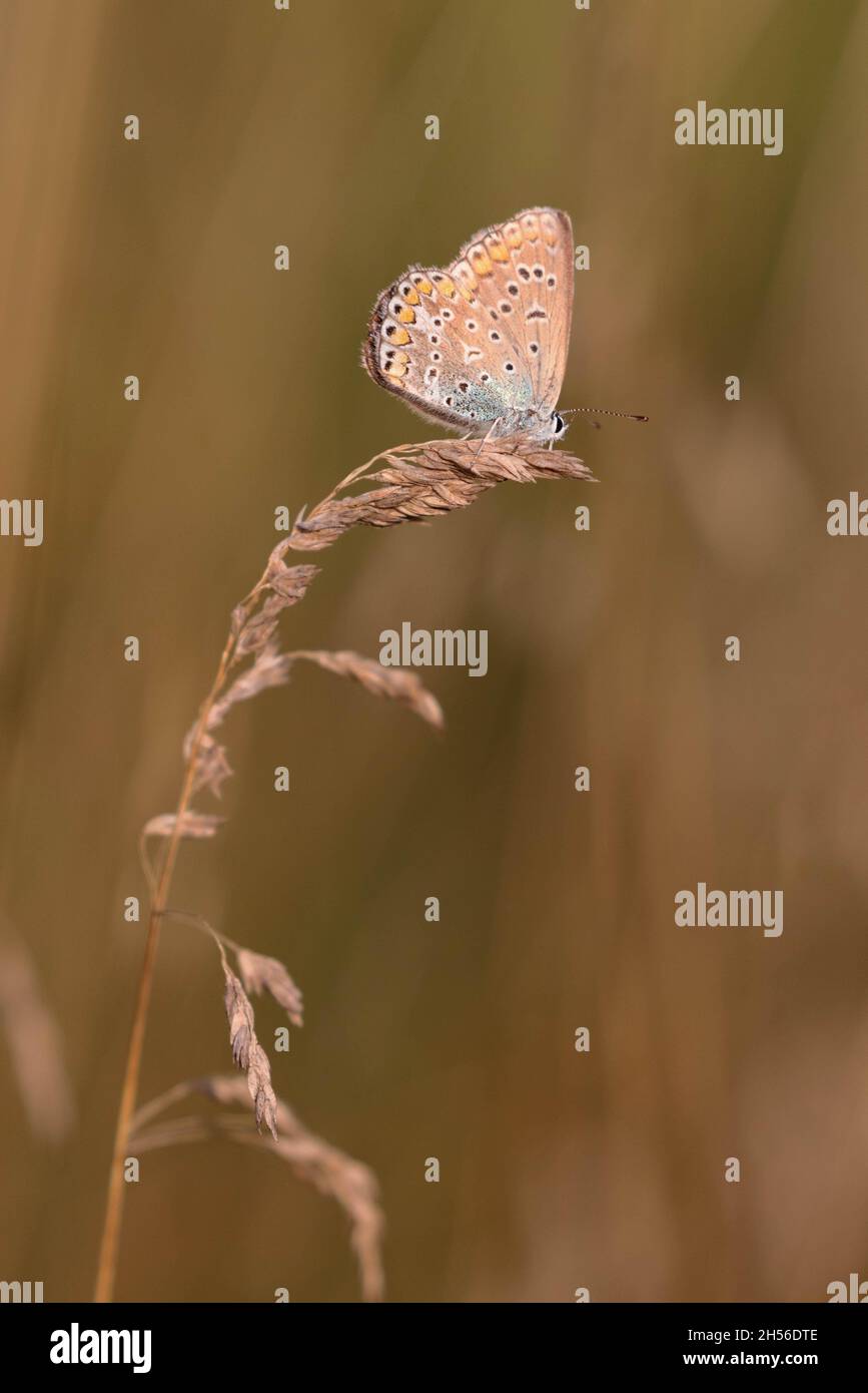 Common blue butterfly Stock Photo