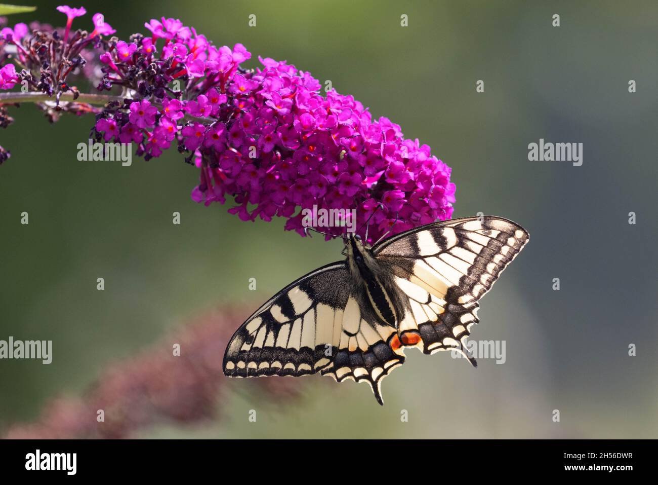 Swallowtail butterly on buddleja Stock Photo