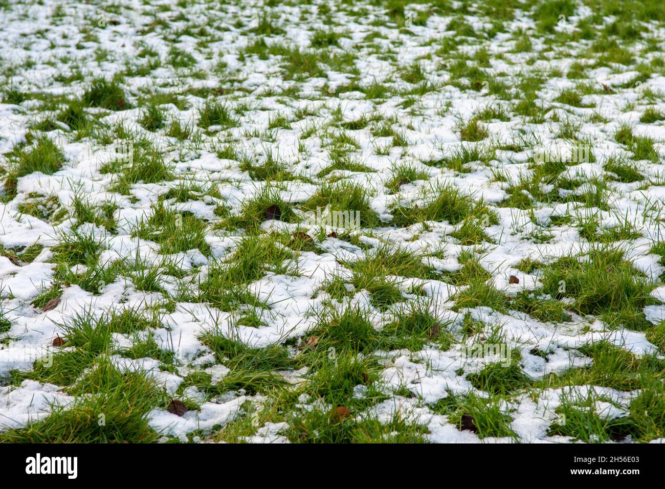 Light Snow Covering on Grass in winter, taken in Bristol Stock Photo