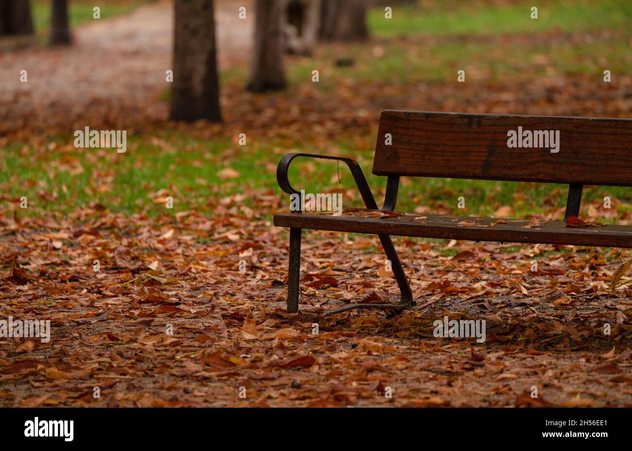 Wooden bench in public park during rain in autumn. Shot in Retiro Park
