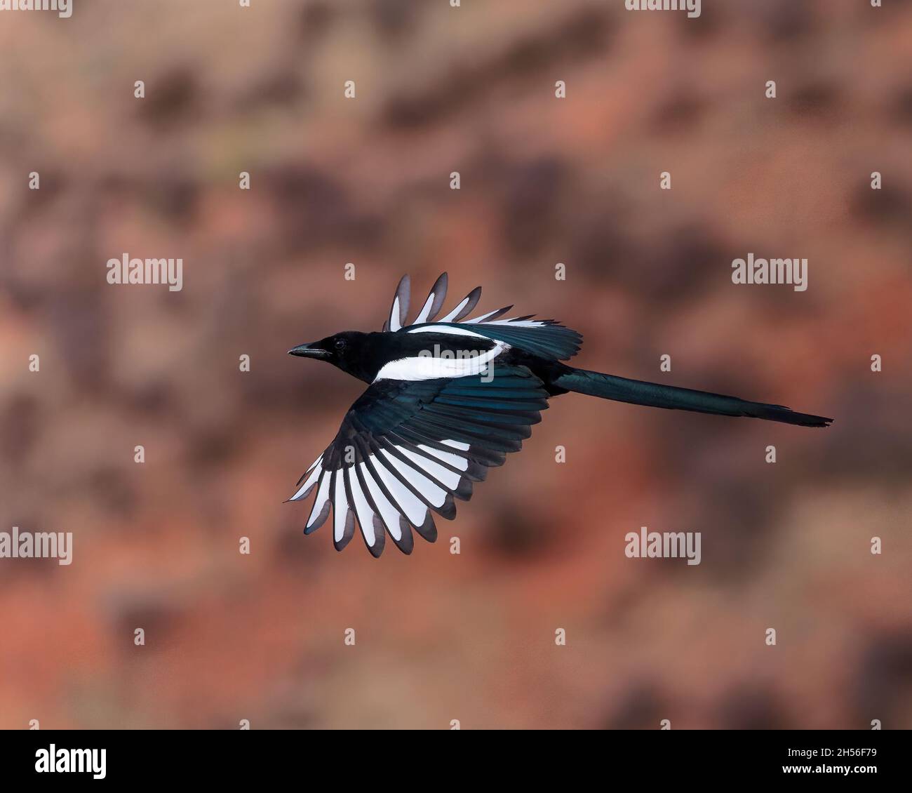 A black-billed magpie flashes his black and white plumage while in flight.  Wyoming, USA. Stock Photo