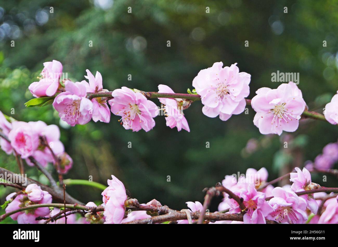 Sakura branch with delicate dense flowers with pink petals and green ...