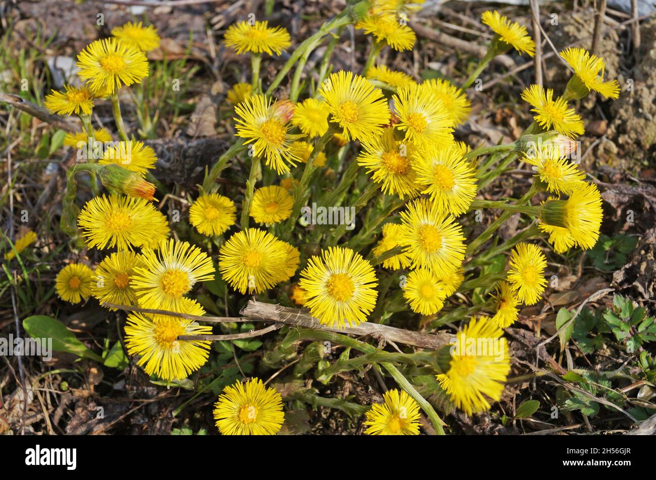 Tussilágo flowers with delicate yellow petals and a yellow center with thin green leaves in a meadow on a sunny day Stock Photo