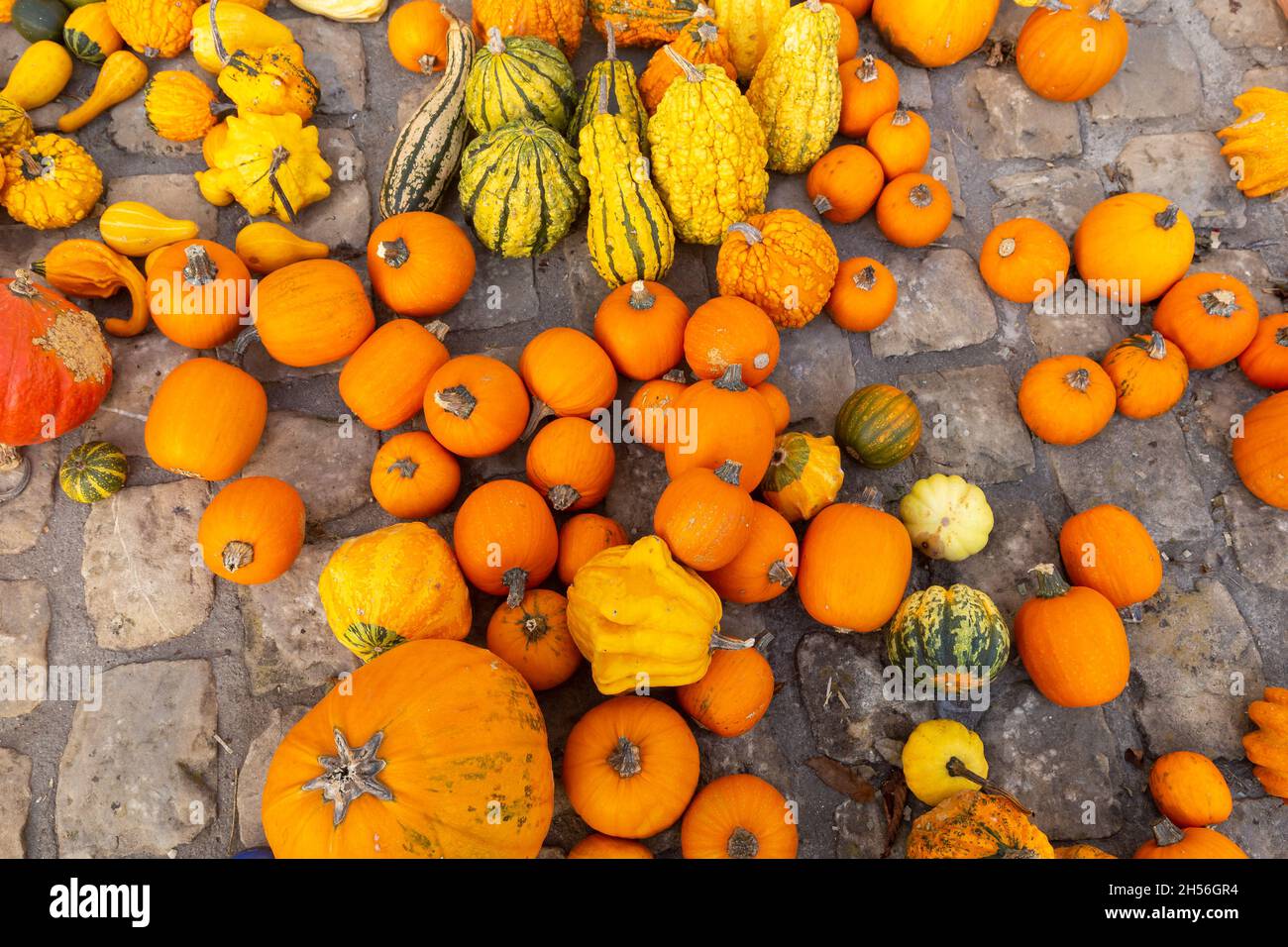 Diverse assortment of pumpkins on the ground. Autumn harvest. Stock Photo