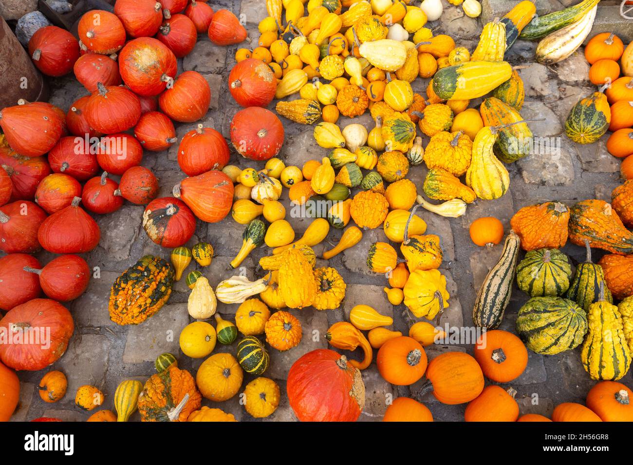 A lot of mini pumpkin at outdoor farmers market Stock Photo