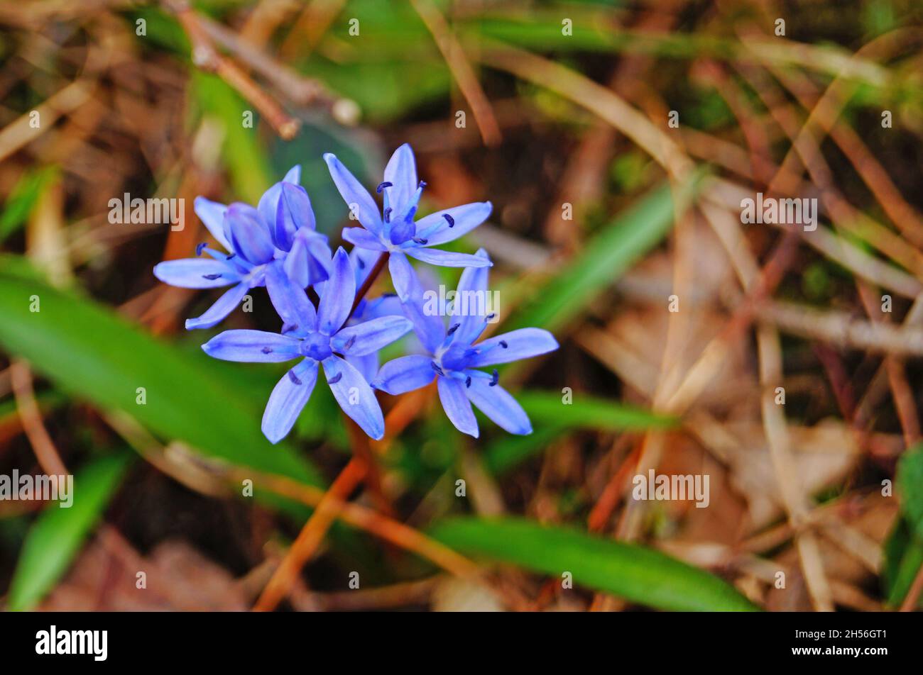 Scílla flowers with delicate blue petals on a stem with green leaves in a meadow on a sunny spring day Stock Photo