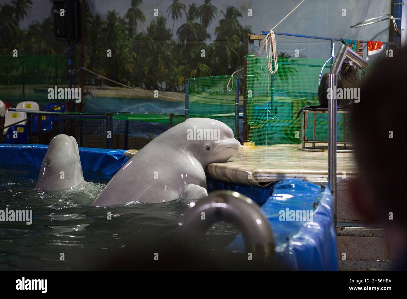 white dolphin in the pool Stock Photo