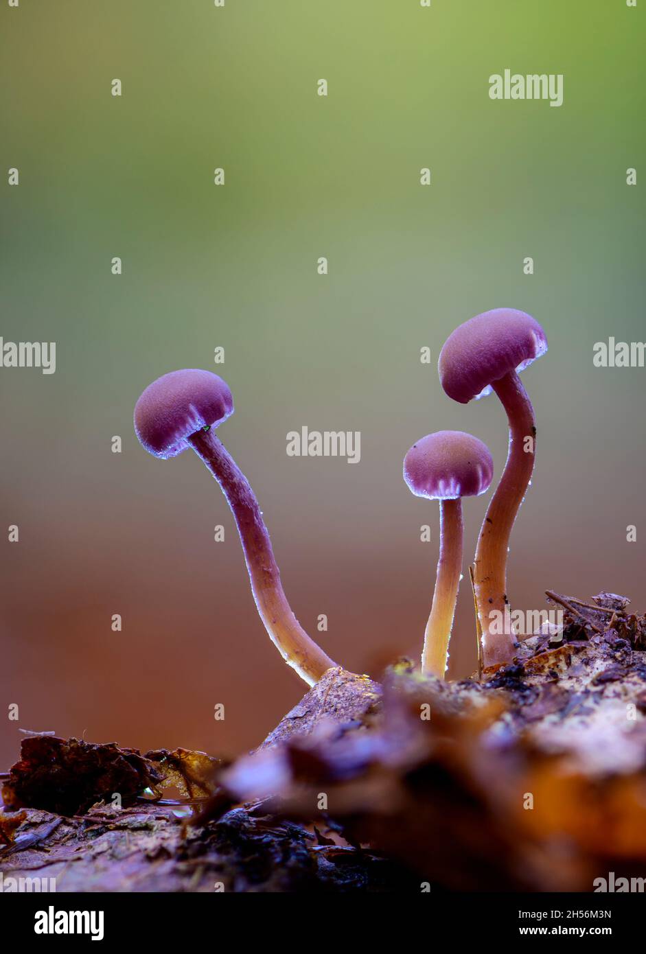 Three Amethyst Deceiver mushrooms in artificial backlight Stock Photo