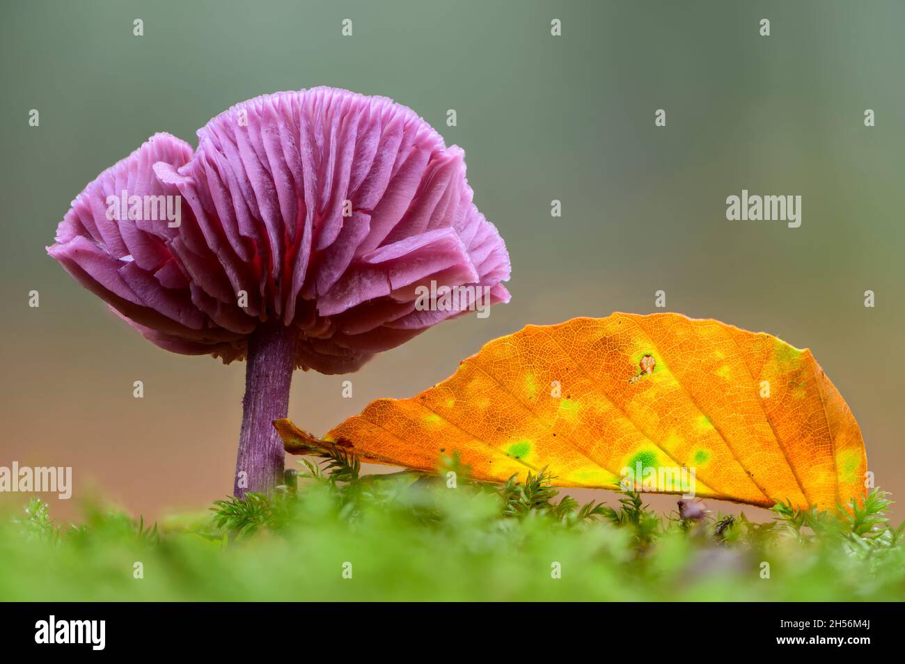 Amethyst deceiver with a fallen autumn leave Stock Photo