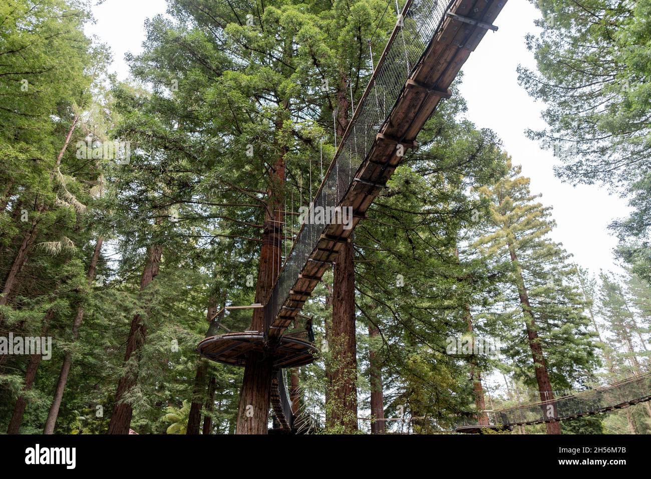 Rotorua tree walk hi-res stock photography and images - Alamy