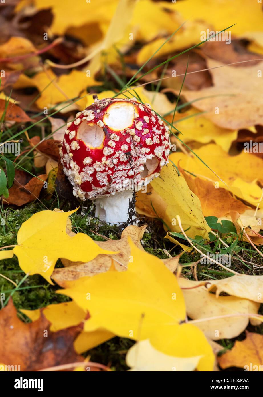 Group of red fly agaric musrooms in the forest Stock Photo