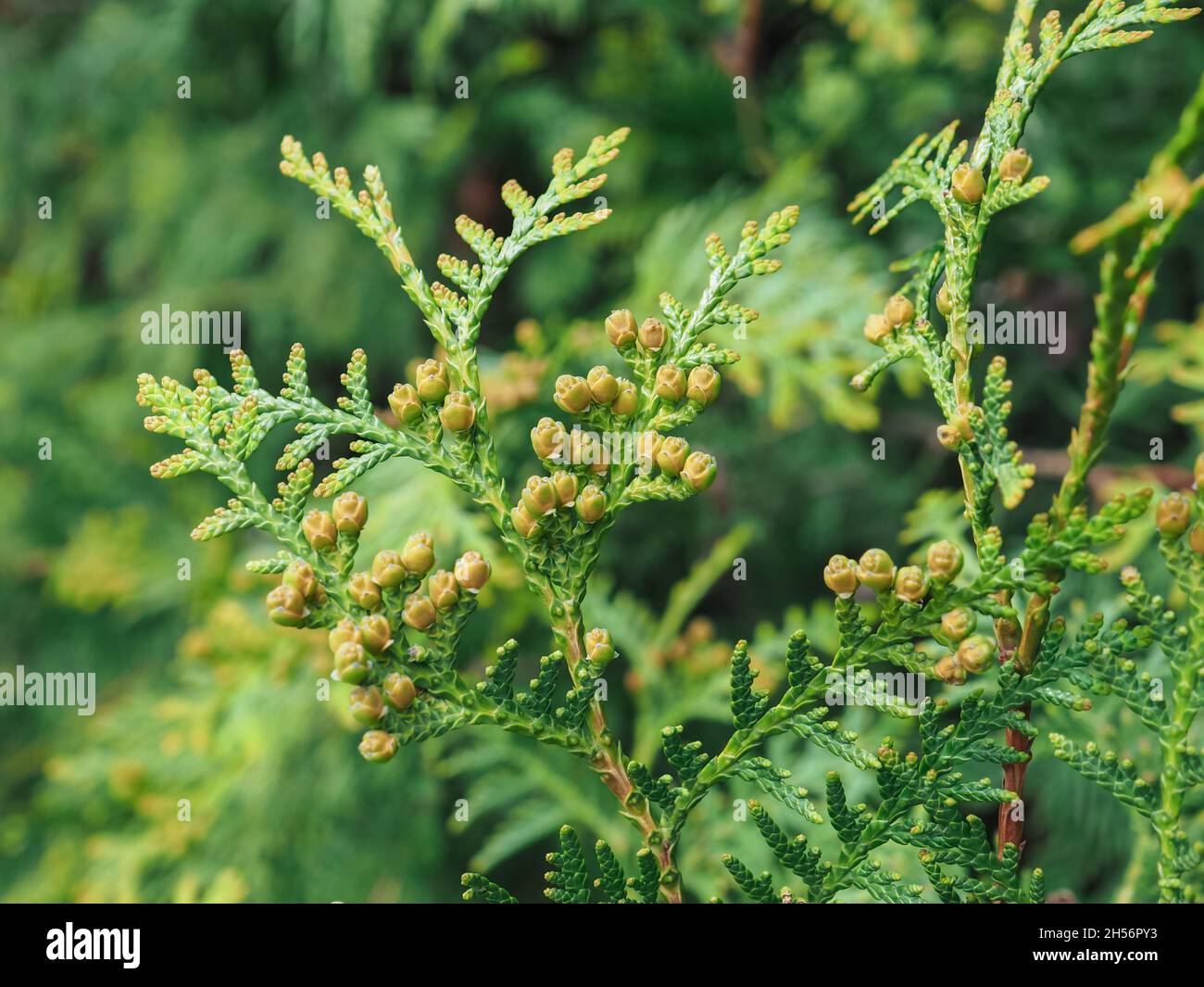 Thuja occidentalis is an evergreen coniferous tree, in the cypress family Cupressaceae. Macro of cypress branch Stock Photo