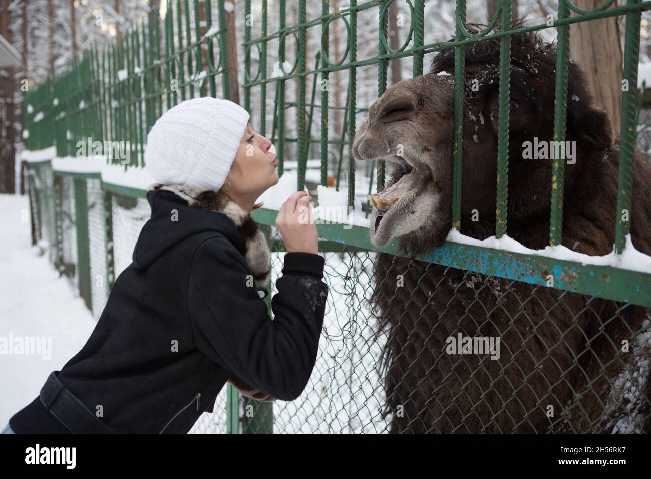 Woman feeds camel camels hi-res stock photography and images - Alamy