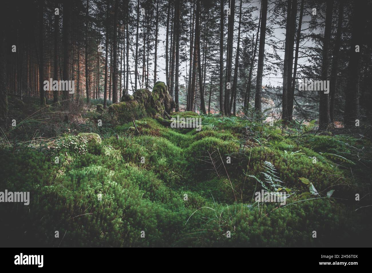 Galloway Forest, Scotland. Stock Photo