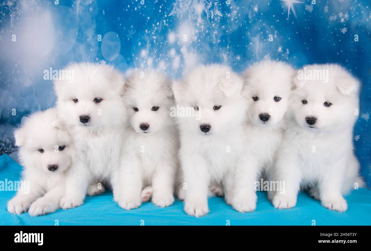 White six fluffy small Samoyed puppies dogs are sitting on blue Christmas or New Year background with snowflakes Stock Photo
