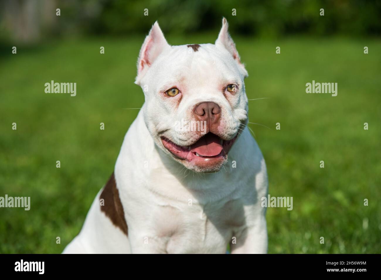 Female bully cheap pitbull