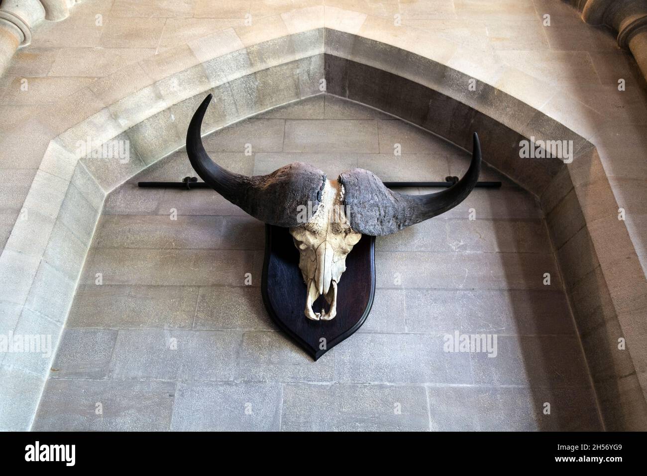 Cape buffalo skull mount hanging on the wall at Arundel Castle, West Sussex, UK Stock Photo