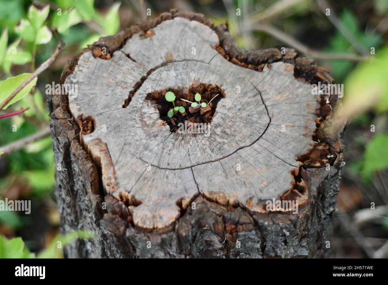 A tree stump decaying with a void in the middle where new life is growing Stock Photo