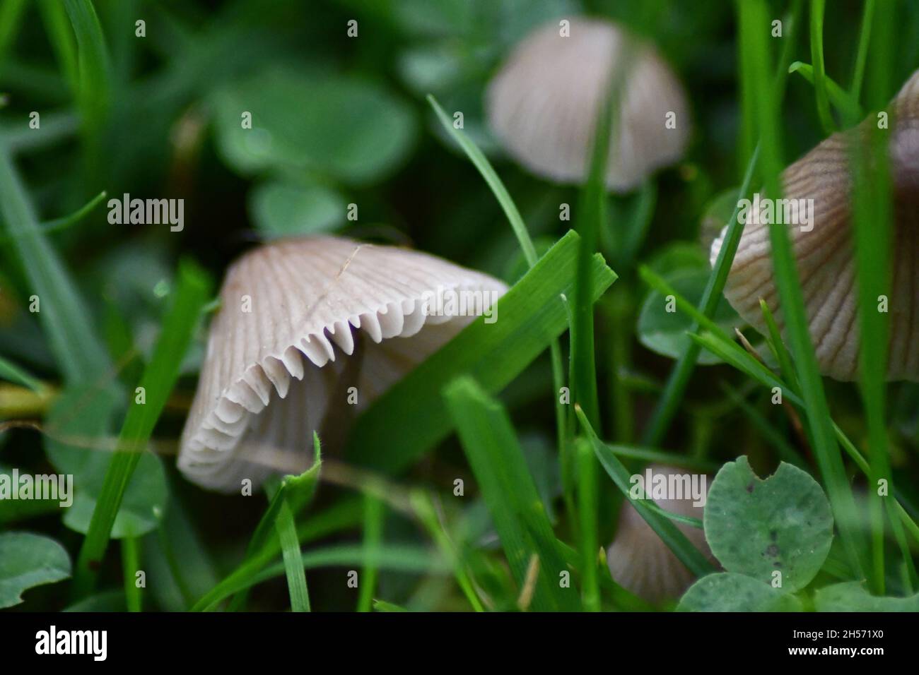 Wild Mushrooms, Fungi in the undergrowth of an English Forest Stock Photo