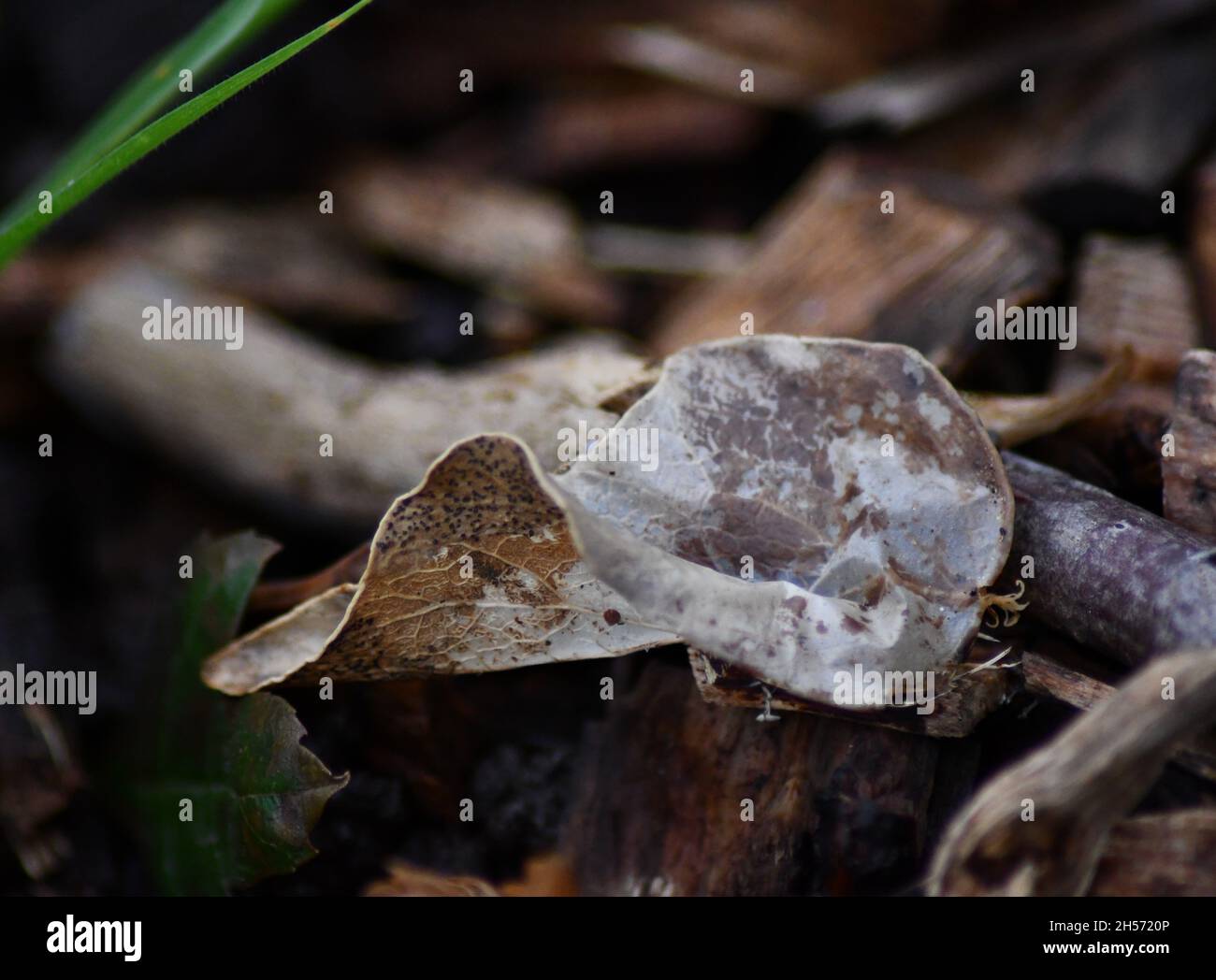 A dead leaf in autumnal browns showing its veins on the bed of a forest floor Stock Photo
