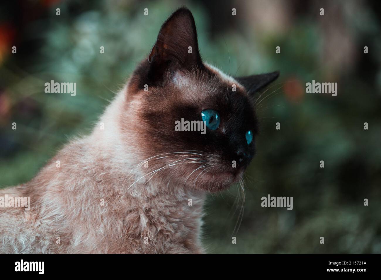 Siamese cat with eyes blue Stock Photo