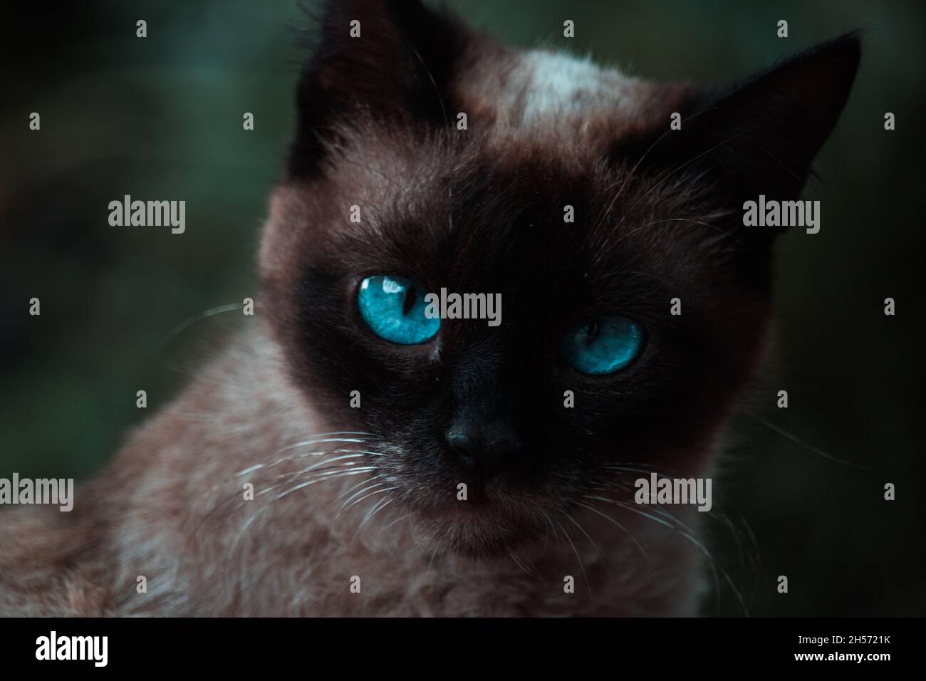 Siamese cat with eyes blue Stock Photo