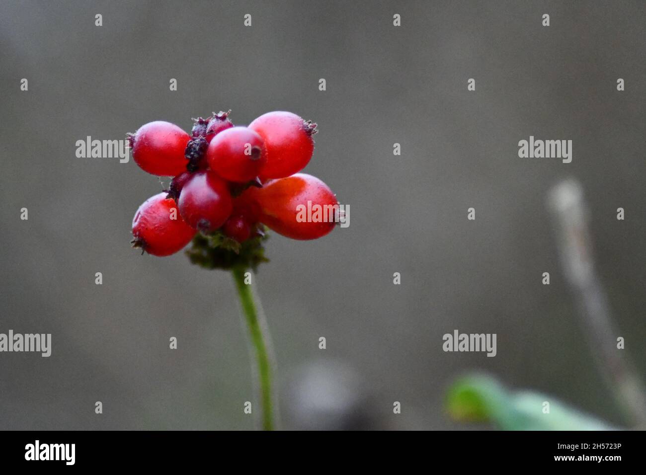 A cluster of red honeysuckle, Lonicera periclymenum, berries standing on an autumnal day Stock Photo