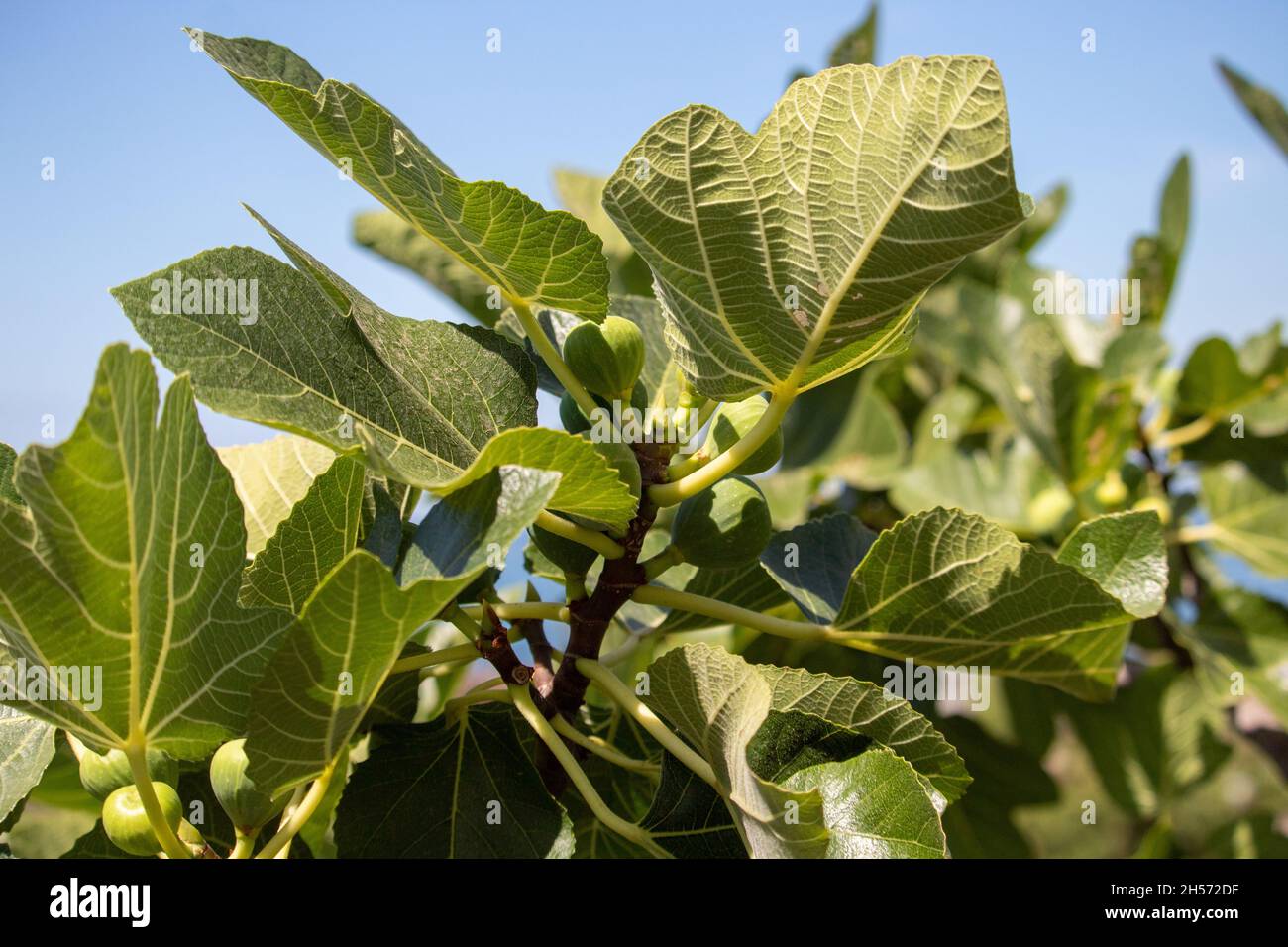 fig tree close-up against the sky Stock Photo - Alamy