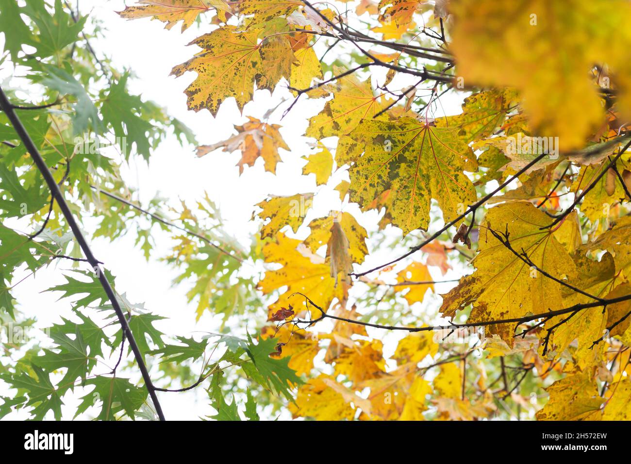 Tree branch with green, yellow, orange autumn maple leaves isolated on ...
