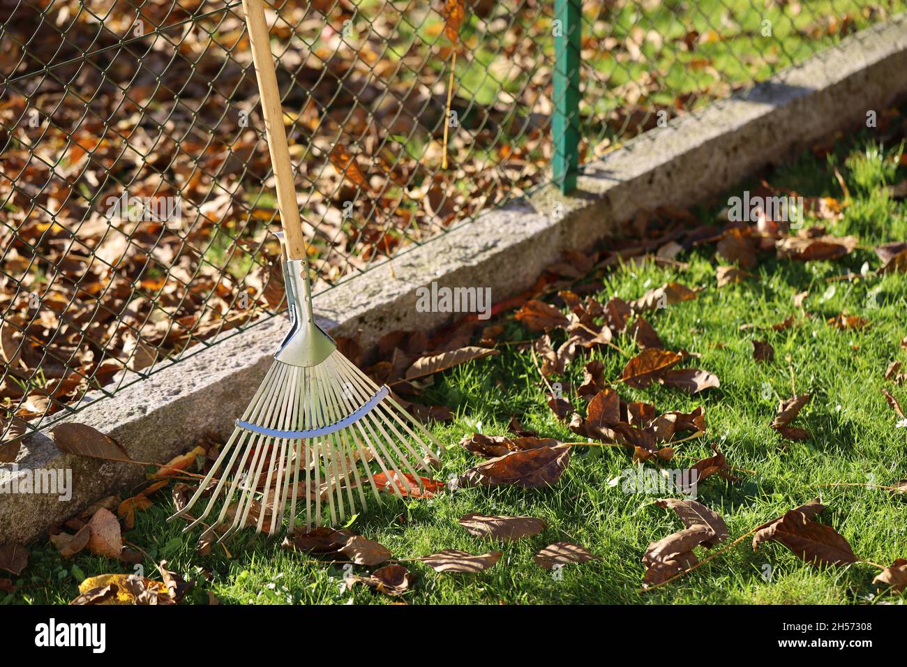 Rake next to fence on sunny autumn day, leaves from neighboring tree fall on your own property, neighborhood dispute concept image Stock Photo