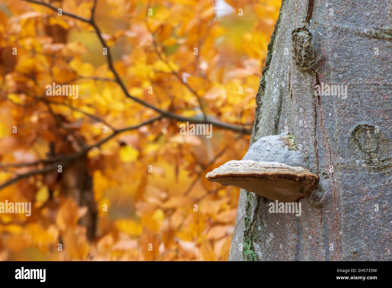 In the beech forest Stock Photo