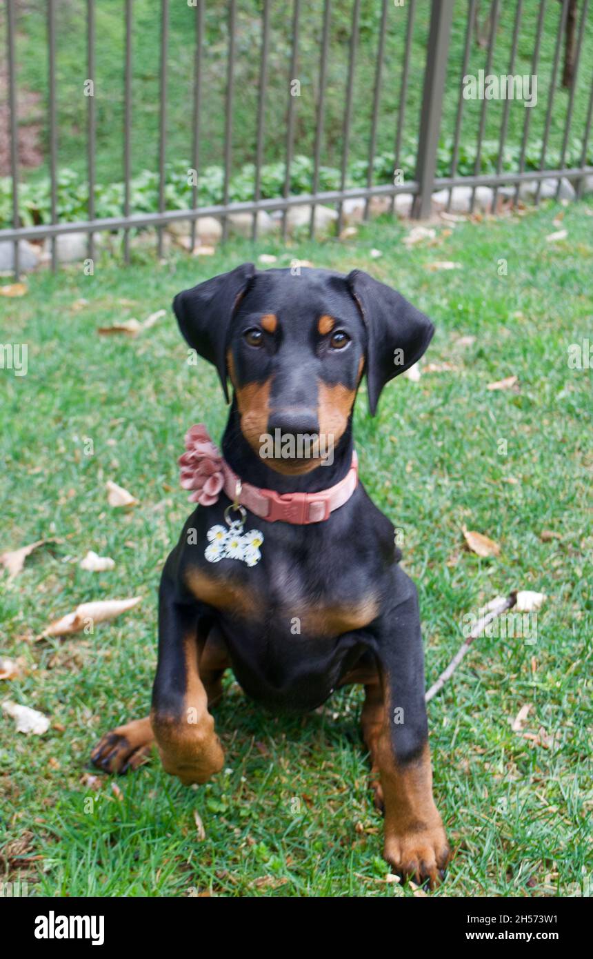 Doberman puppy hi-res stock photography and images - Alamy