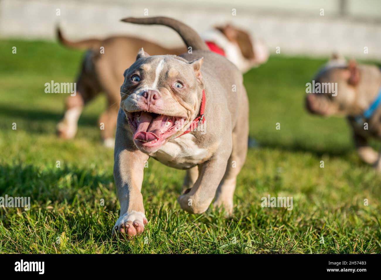 A pocket Lilac color male American Bully puppy dog is moving. Medium sized dog with a muscular body Stock Photo