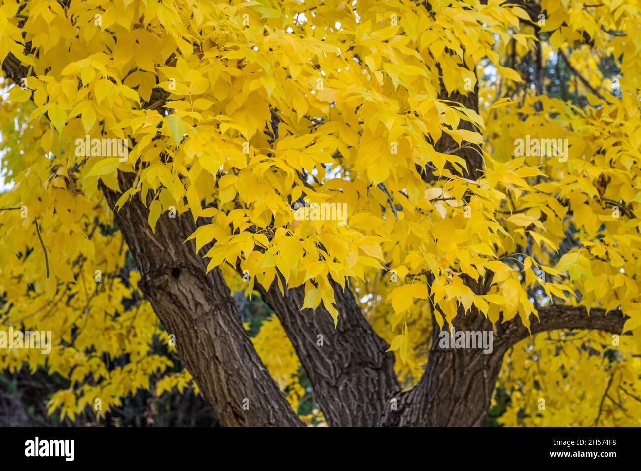 A White Ash tree, Fraxinus americana, in brilliant fall color in the