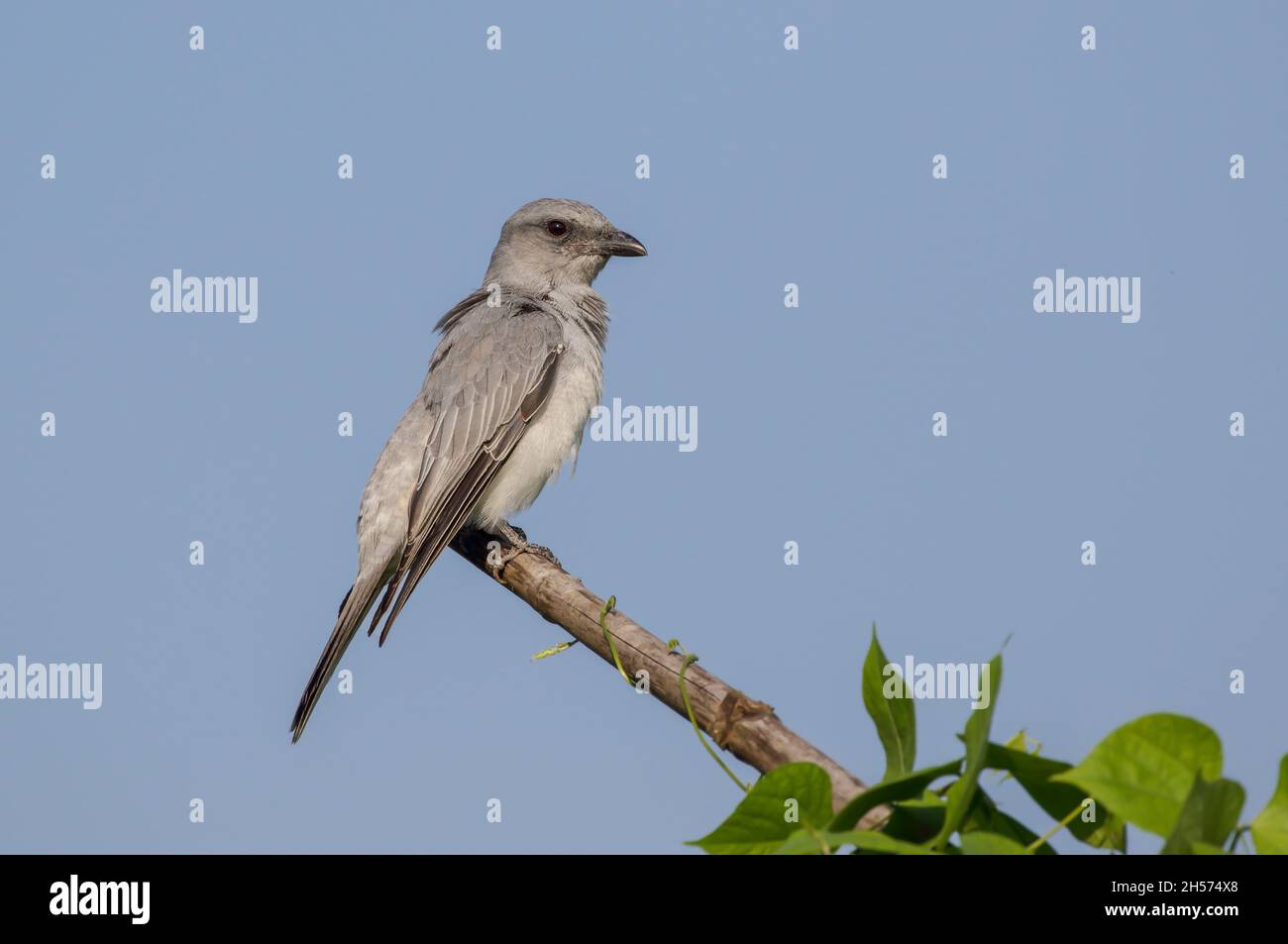 large cuckooshrike stock photo.large cuckooshrike is a species of cuckooshrike found in the Indian Subcontinent and depending on the taxonomic treatme Stock Photo
