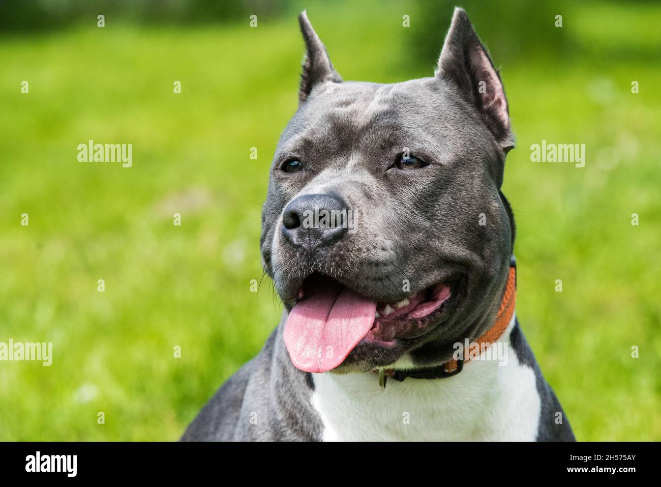 Female blue brindle American Staffordshire Terrier dog or AmStaff closeup on nature Stock Photo