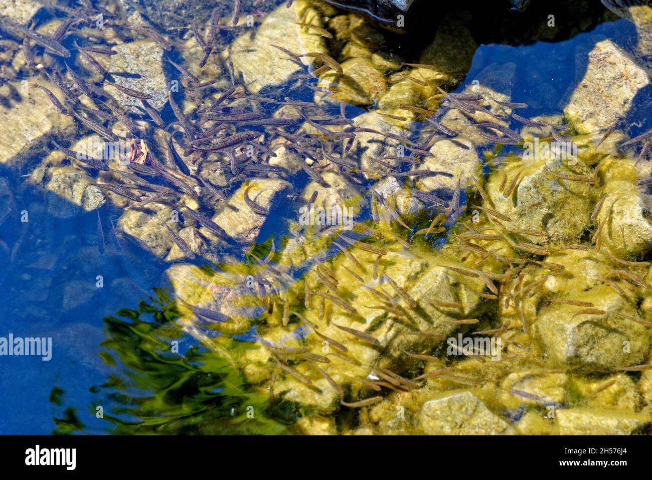Common minnow in Loch Ness. The Eurasian minnow, minnow, or common minnow (Phoxinus phoxinus) is a small species of freshwater fish in the carp family Stock Photo