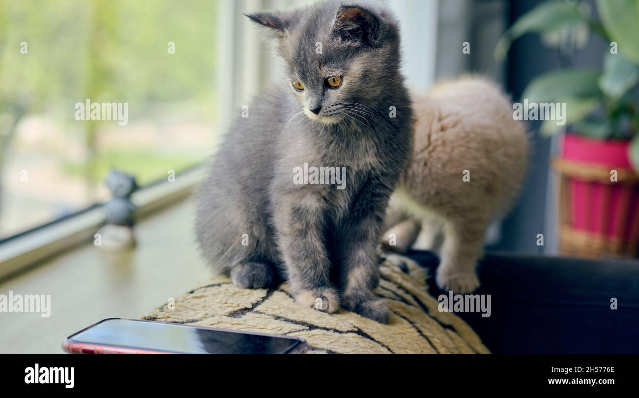 portrait of a gray cute kitten sitting on the sofa and looking at the smartphone Stock Photo