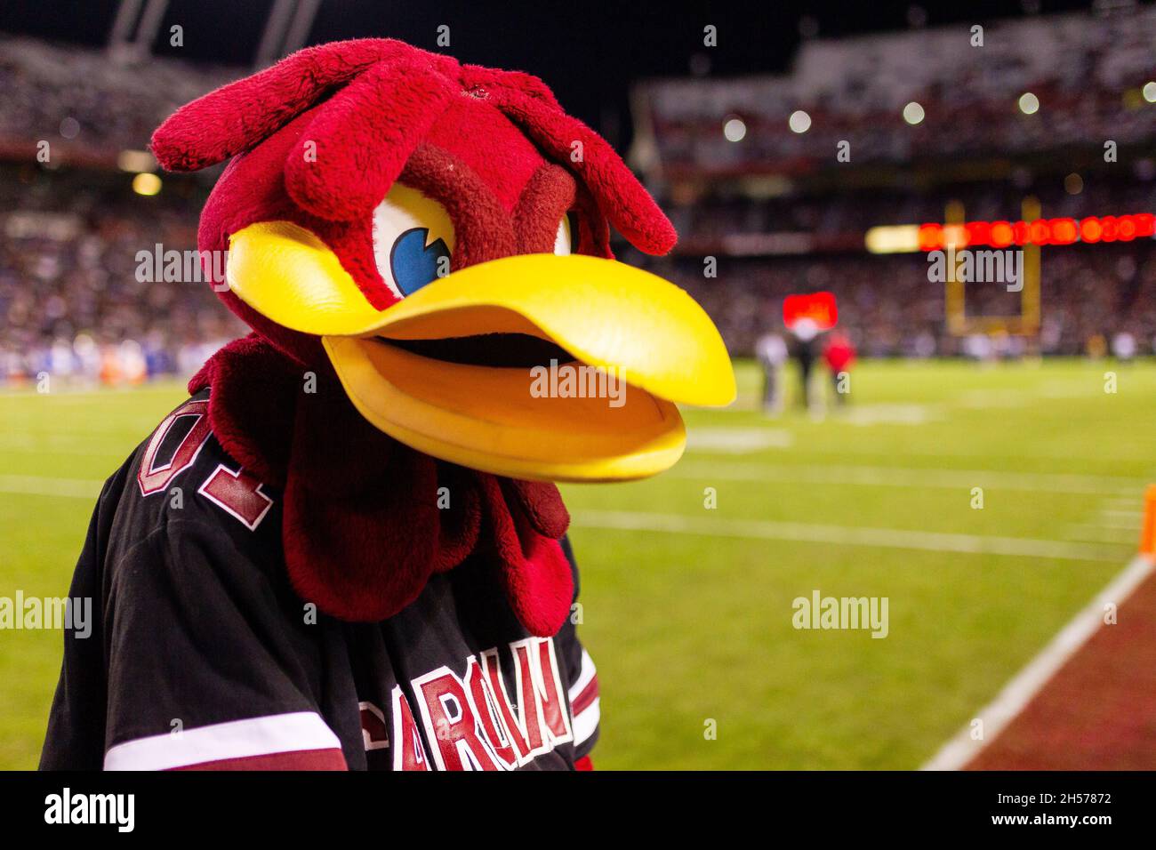 Gamecocks mascot hi-res stock photography and images - Alamy