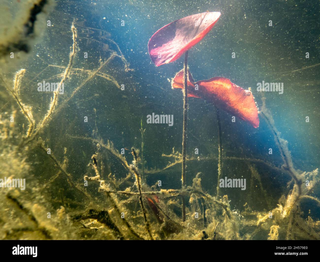 Red leaves of water lily water plant growing towards surface Stock Photo