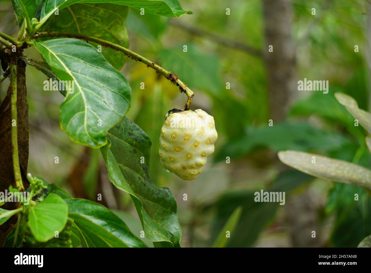 Indian mulberry hi-res stock photography and images - Alamy