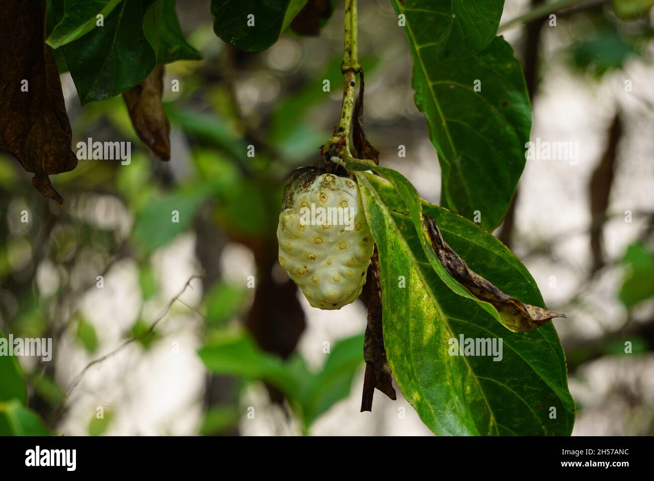 Indian mulberry hi-res stock photography and images - Alamy