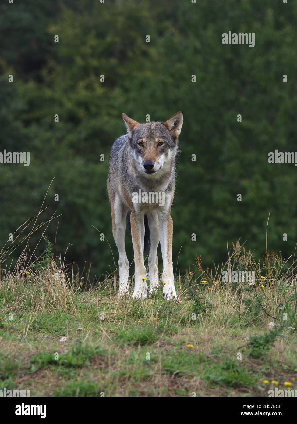 Wolf in Skandinavisk Dyrepark, Denmark Stock Photo