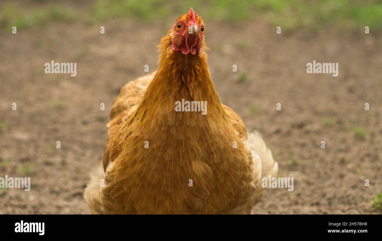 Hen on a farm looking for food. The free-living birds scratching on the ground Stock Photo
