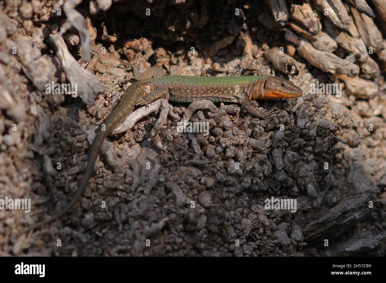 Maltese Wall Lizard, Podarcis filfolensis, in the Lower Barakka Gardens of Valletta, Malta Stock Photo