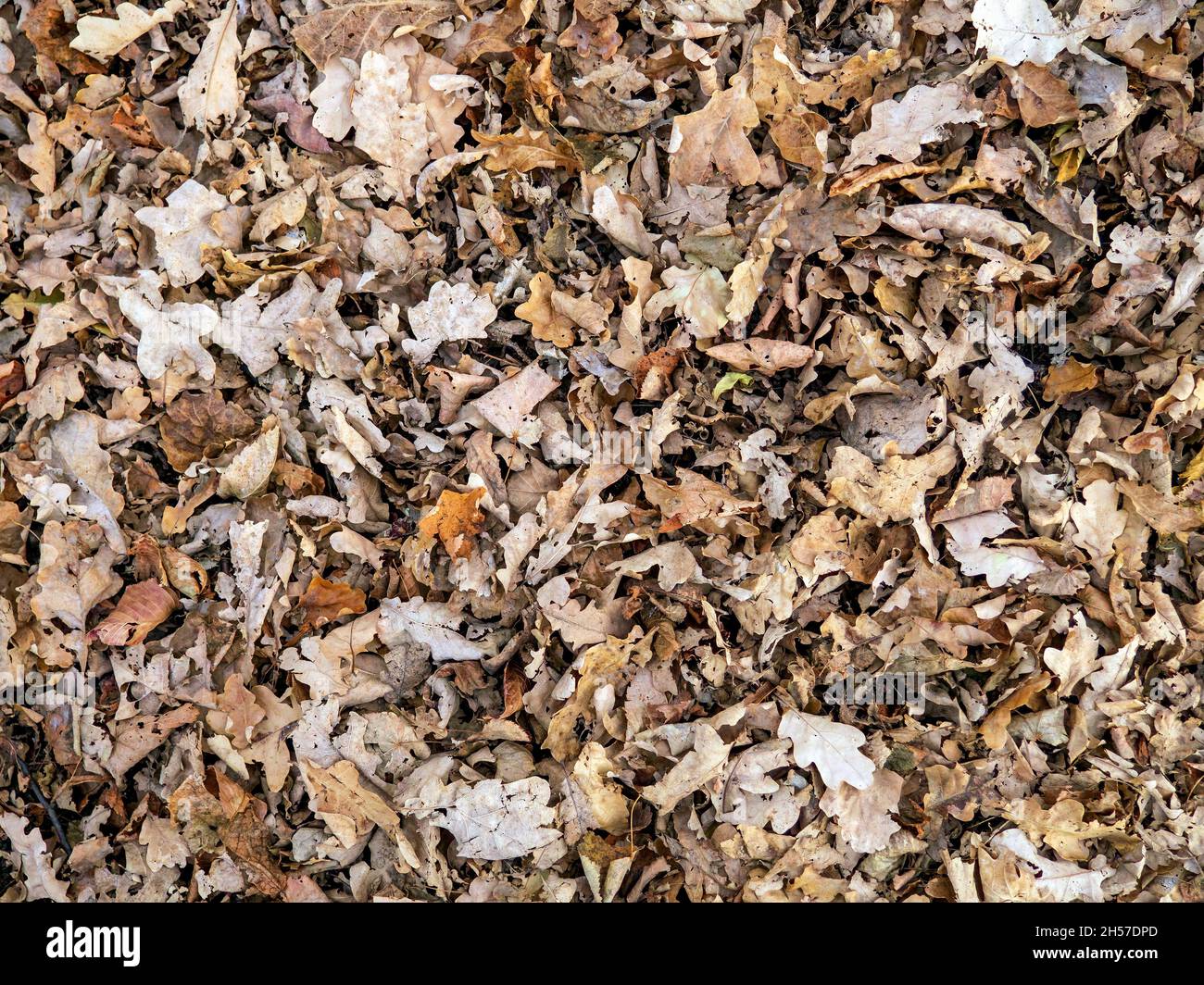 Top view of brown dry old fallen leaves lie on ground, autumn background. Stock Photo